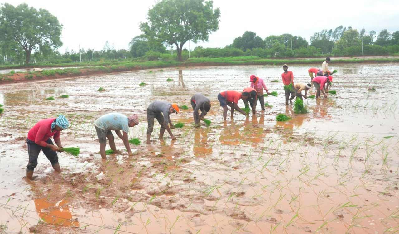 Telangana: Migrant workers from Uttar Pradesh transplant paddy in Siddipet