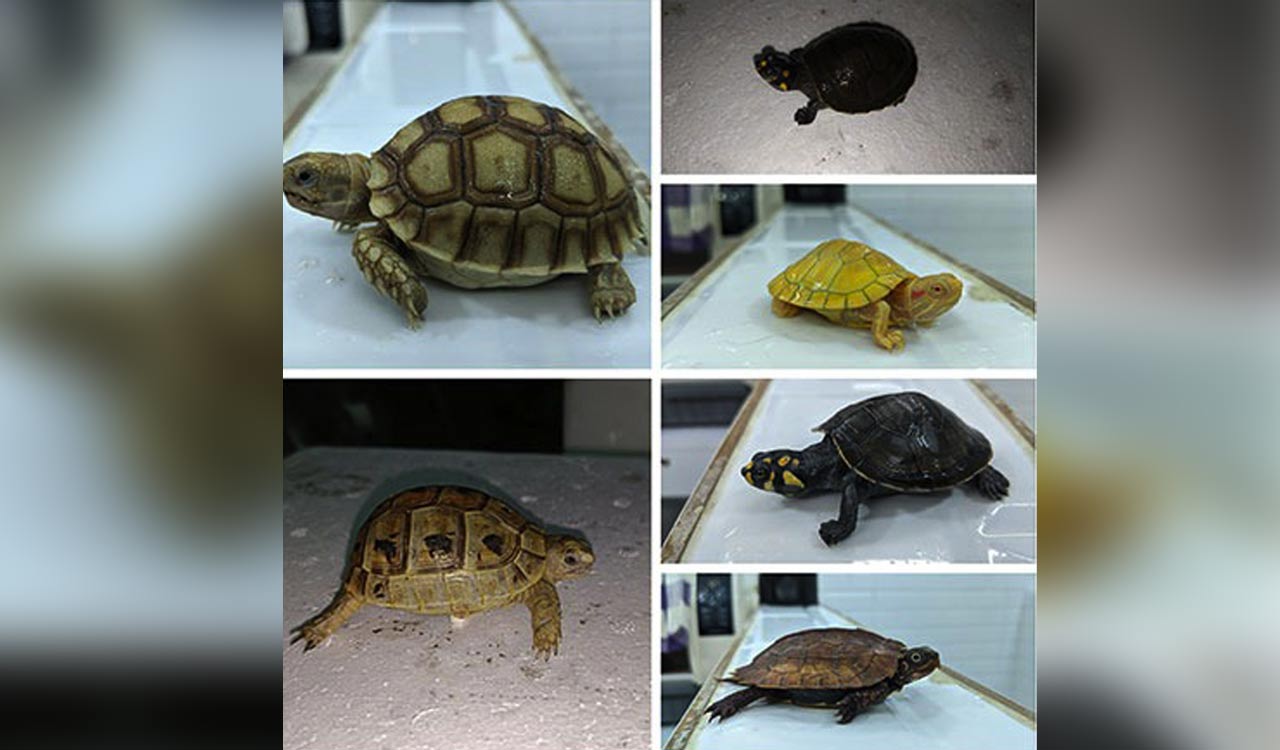 DRI thwarts major smuggling attempt; seizes 306 live exotic animals at Mumbai airport