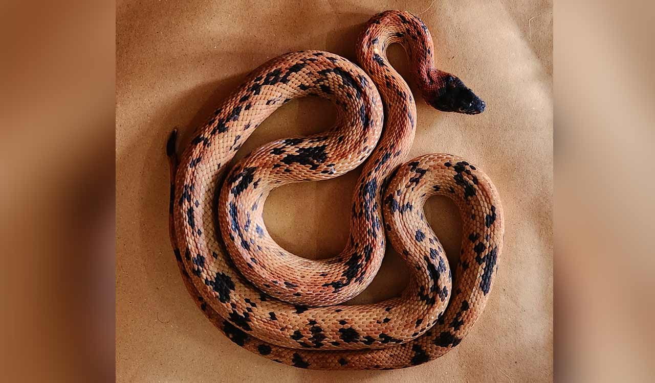 Rare Black-Headed Royal Snake hitch-hikes from Gujarat to Hyderabad, rescued