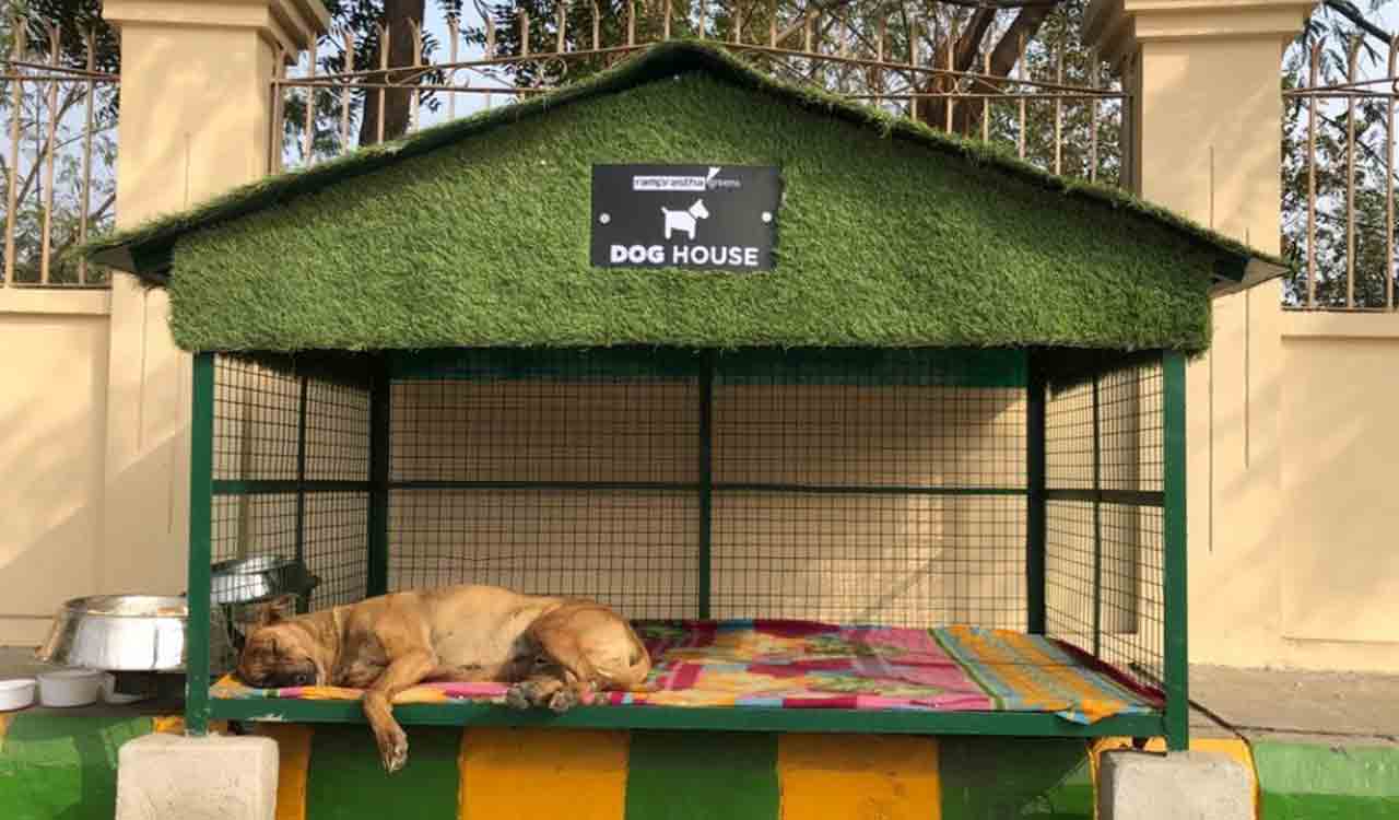 Providing strays with shelter and care