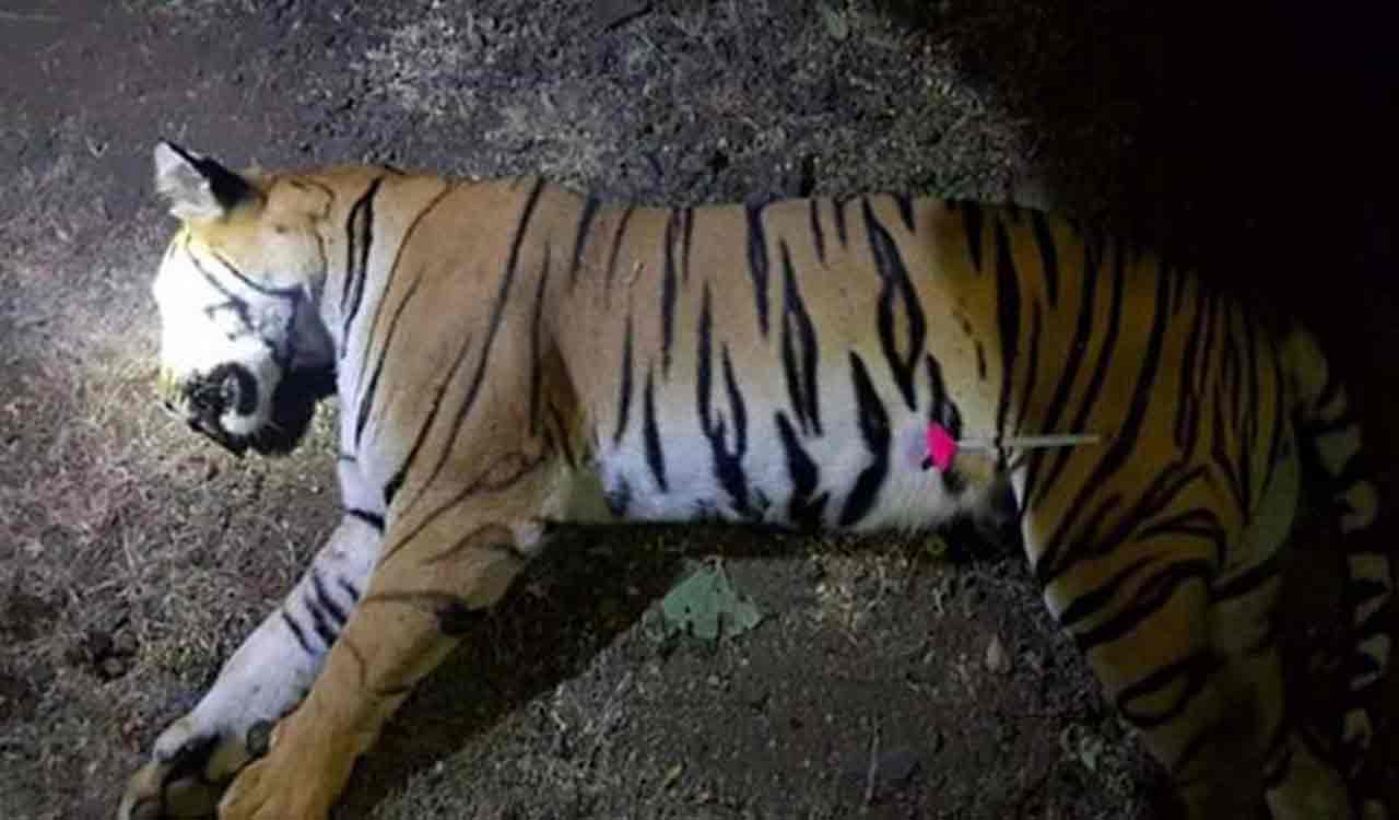 Uttarakhand: Tigress found deceased in Dhela range of Corbett Reserve
