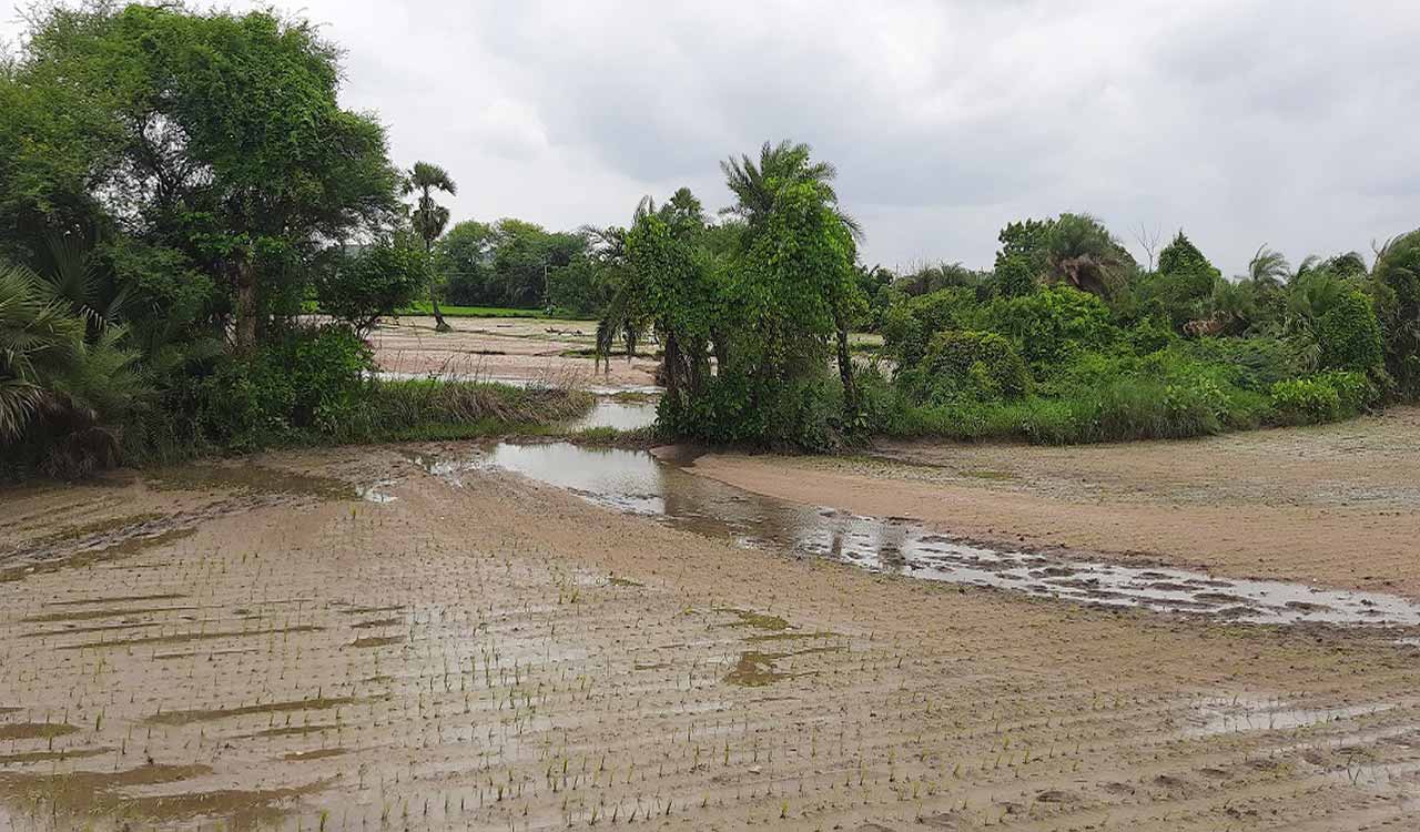 Karimnagar: Double trouble for farmers as sand accumulates in flood-hit paddy fields