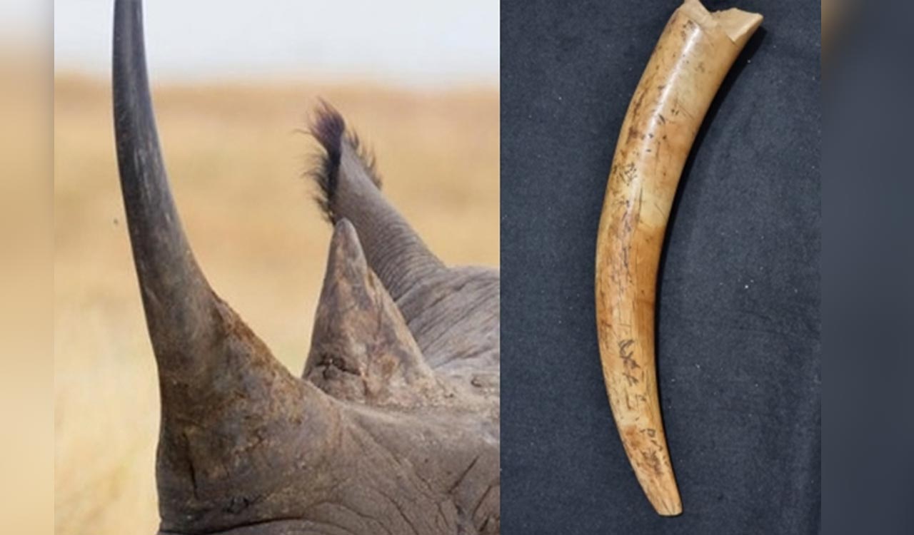 Assam: Rhino horn, elephant tusks seized, five arrested