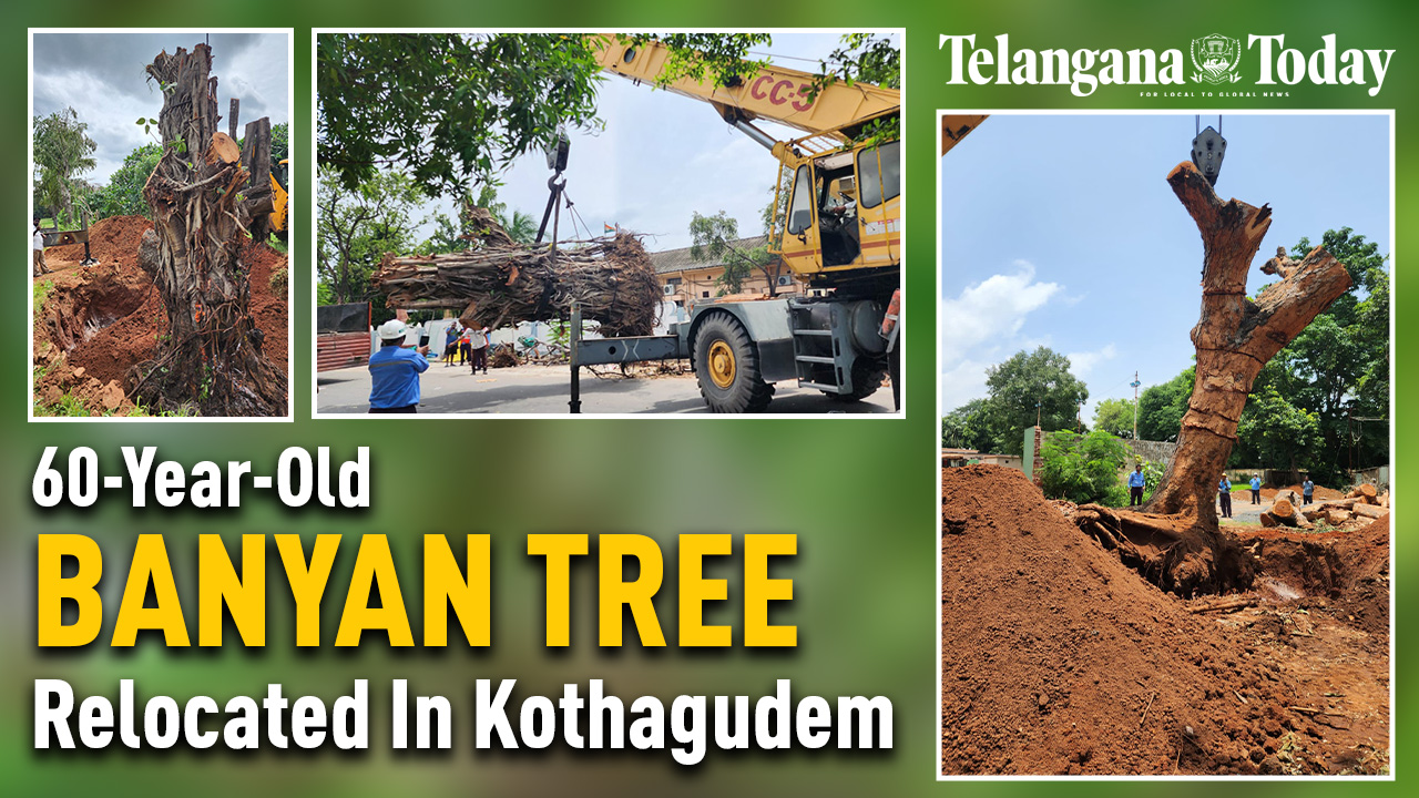 60-Year-Old Banyan Tree Relocated In Kothagudem | Hyderabad | Telangana Today