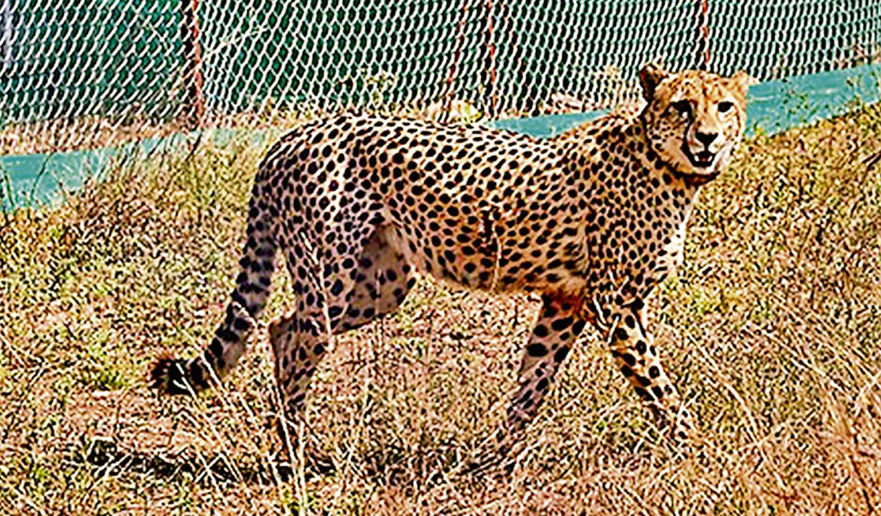 Another cheetah passes away at Kuno National Park in MP