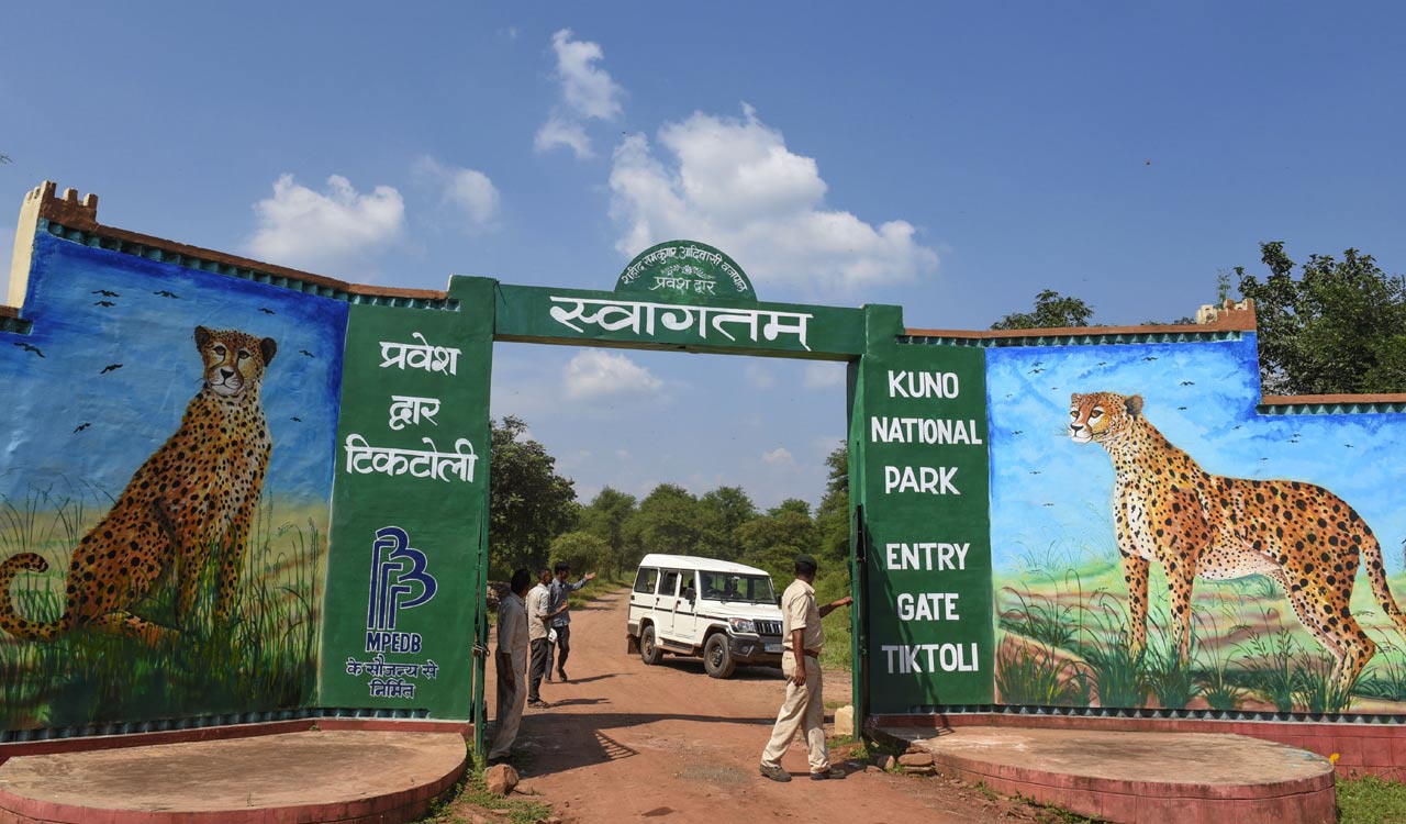 Madhya Pradesh: Missing female cheetah captured after 22 days