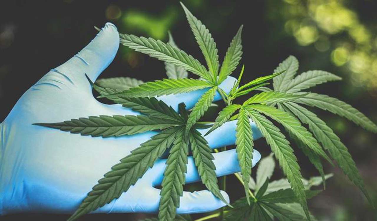 Dispelling 10 misconceptions about medical cannabis in India