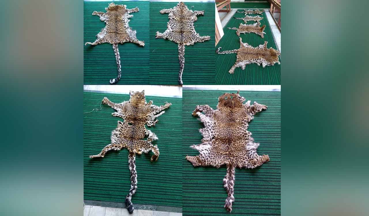 DRI arrests eight, including J&K cop, for possession of four leopard skins