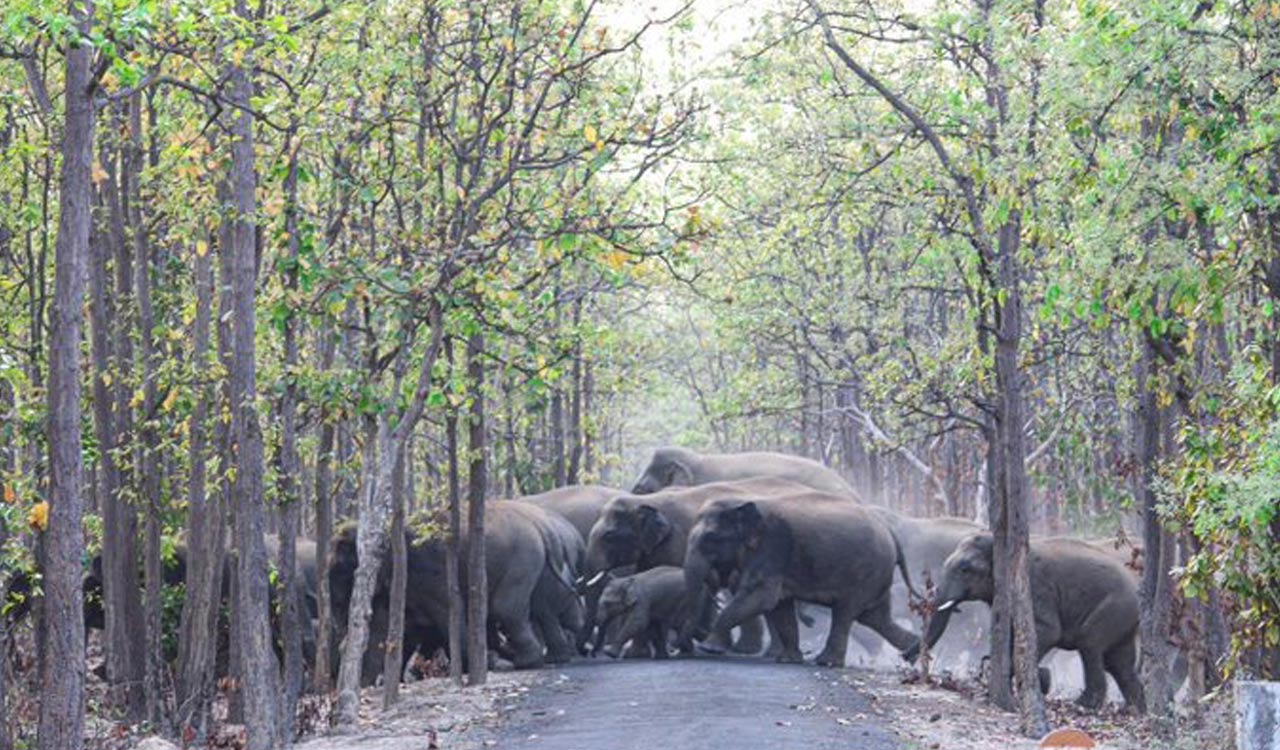 World Elephant Day : First elephant corridor identified in Bihar