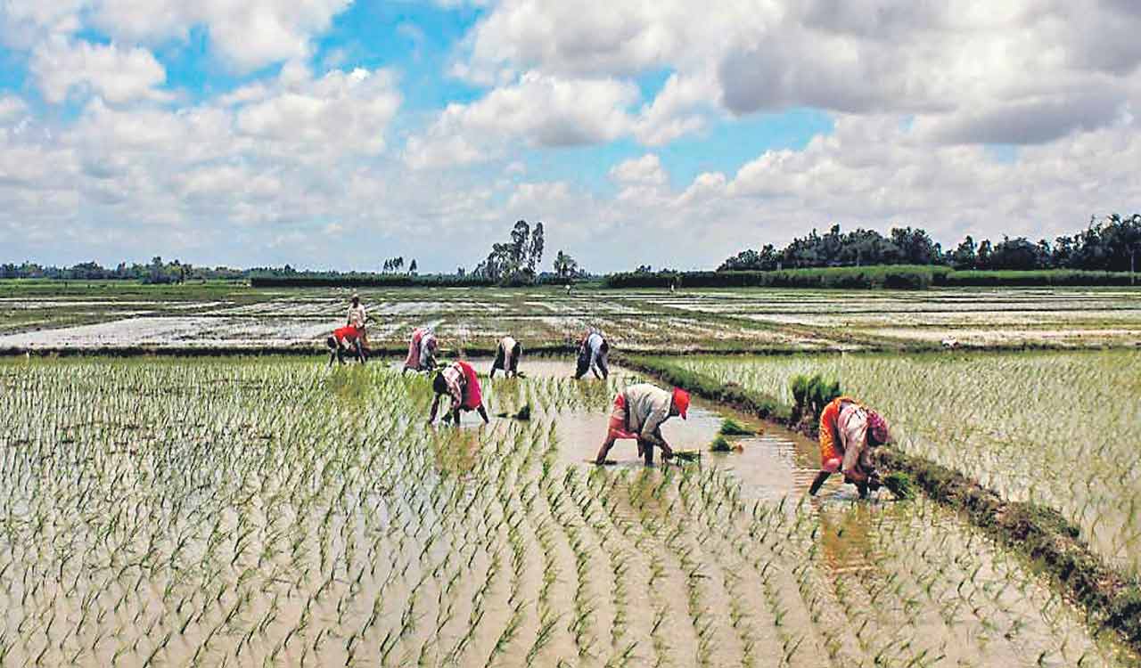 Net sowings cross 1.01 crore acre mark in Telangana