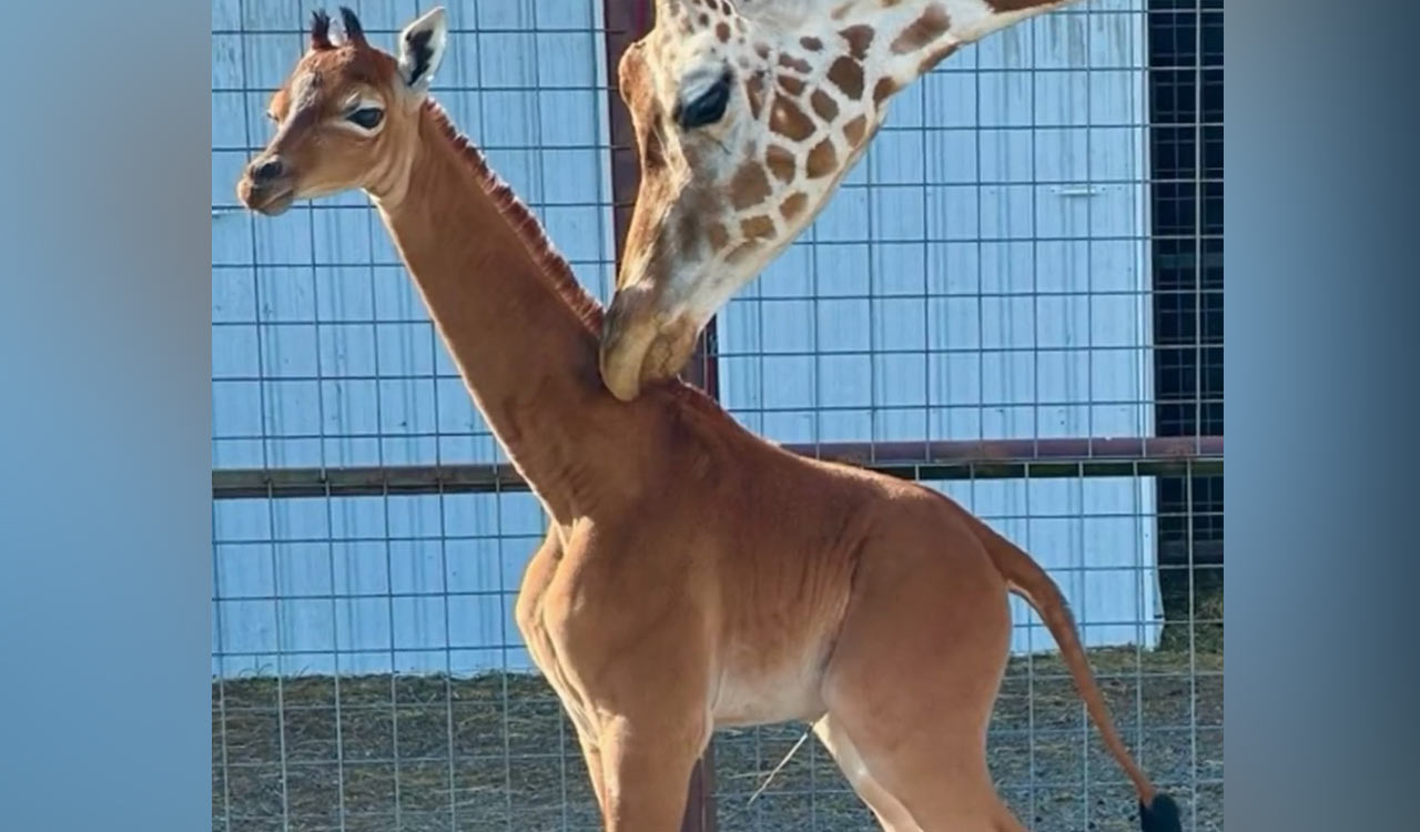 Spotless arrival: Rare giraffe without coat pattern born at Tennessee zoo