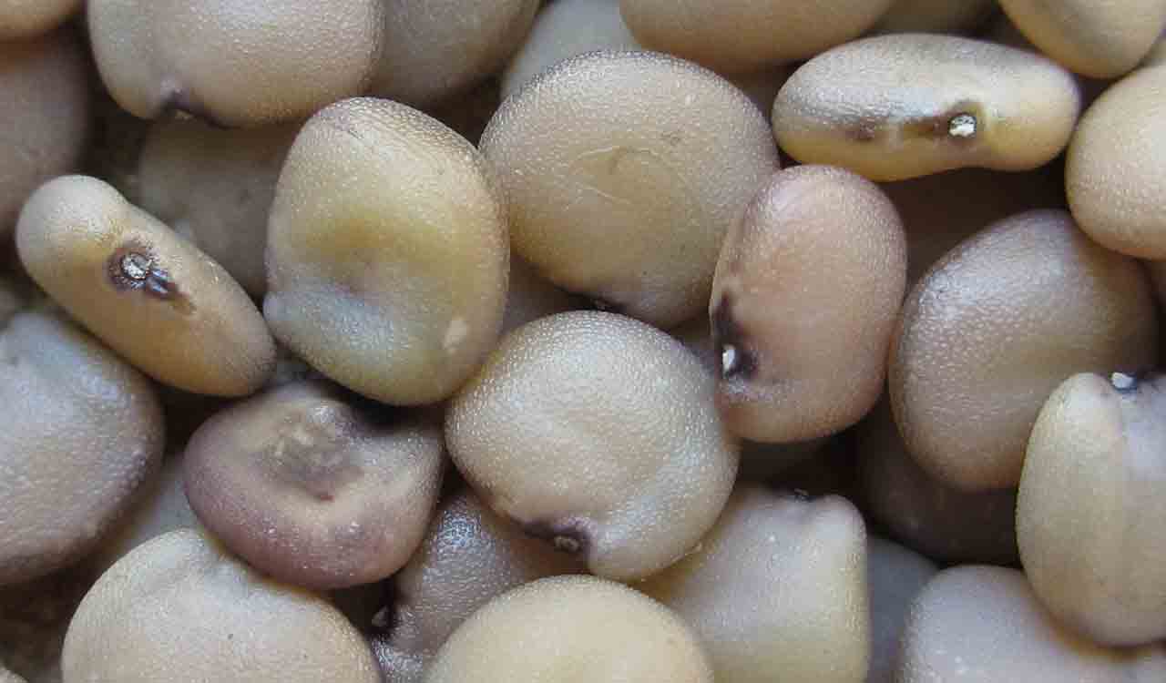 Guar seed futures rise on spot demand