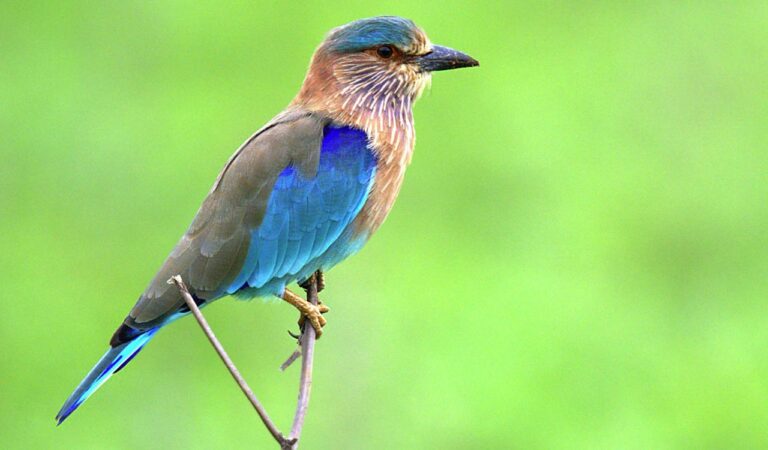 Indian Roller