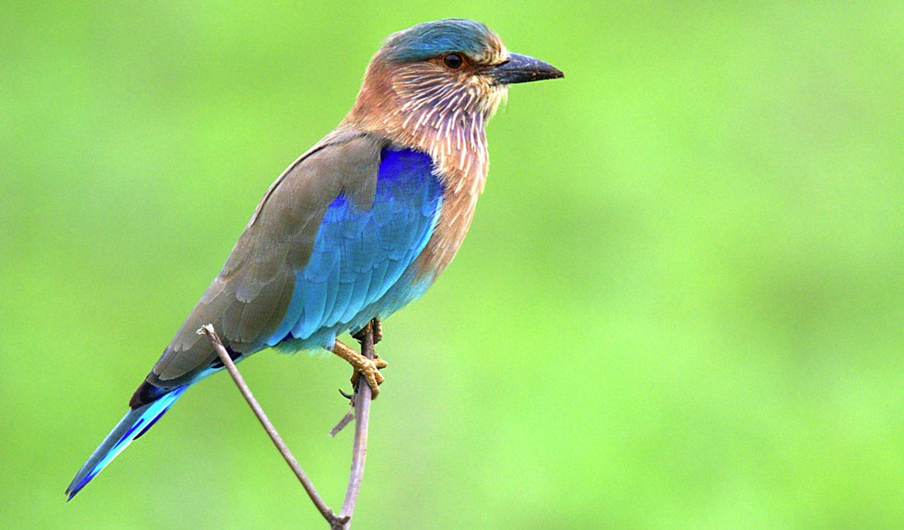 Call to include Indian Roller on International union for Conservation of Nature red list