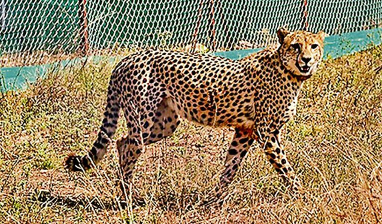 No plan to relocate cheetahs from Kuno National Park: Bhupender Yadav