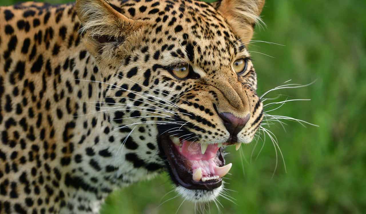 Leopard claims life of six-year-old girl in Andhra Pradesh’s Tirumala
