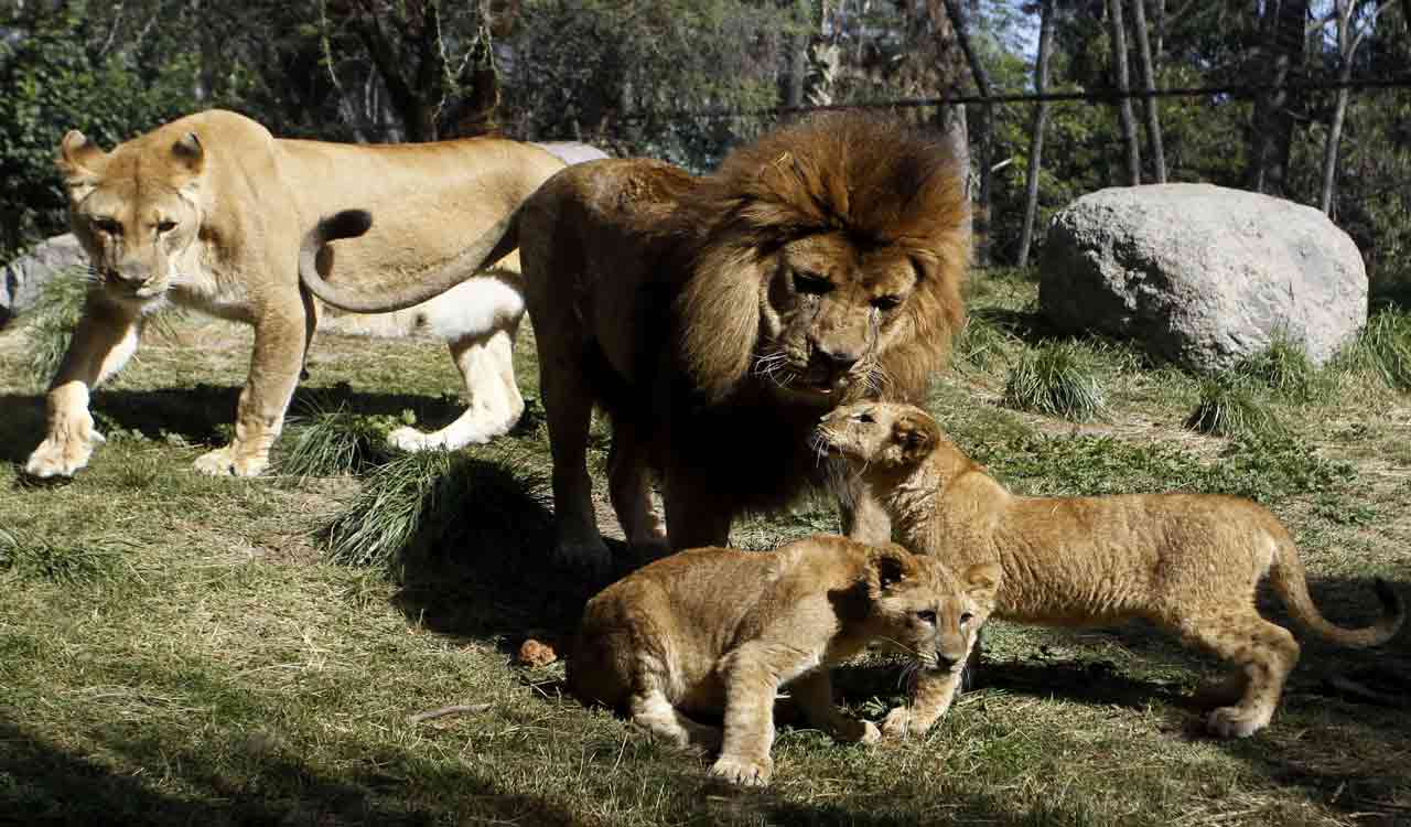 Gujarat gears up for Global Lion Day celebrations on August 10th