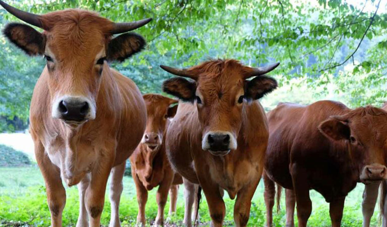 Maharashtra: Lumpy Skin Disease hits Nanded, cattle in 197 villages effected