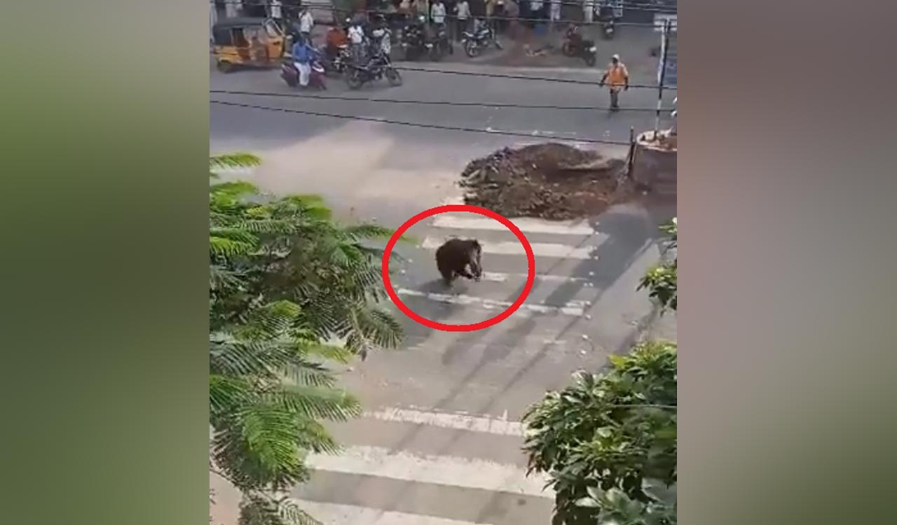 Operation launched to trap bear moving around in residential areas in Karimnagar