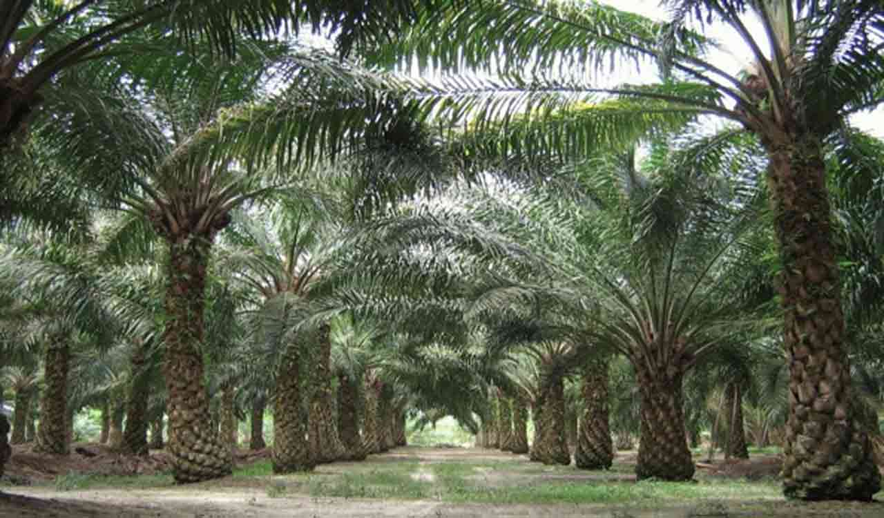 Mancherial farmer harvests oil palm crop