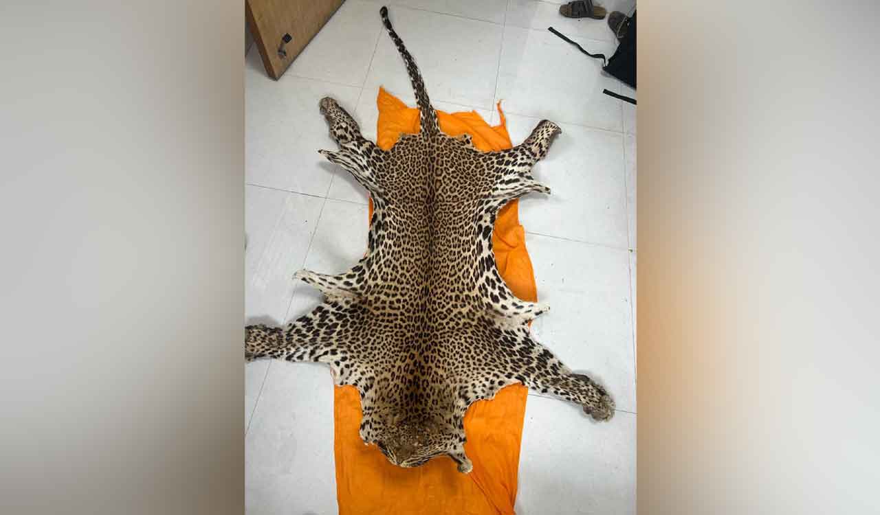 Pune Customs department arrests man for alleged leopard skin smuggling