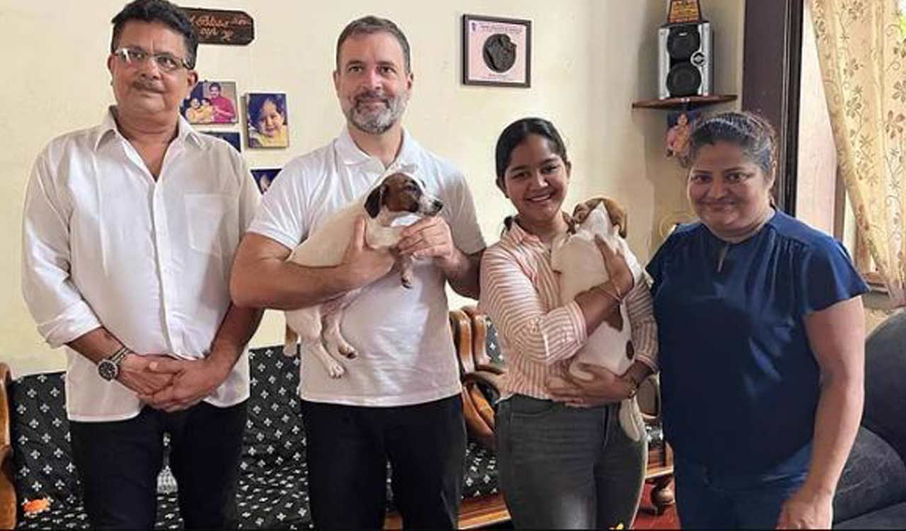 Rahul Gandhi brings home a Jack Russell Terrier puppy from Goa to Delhi