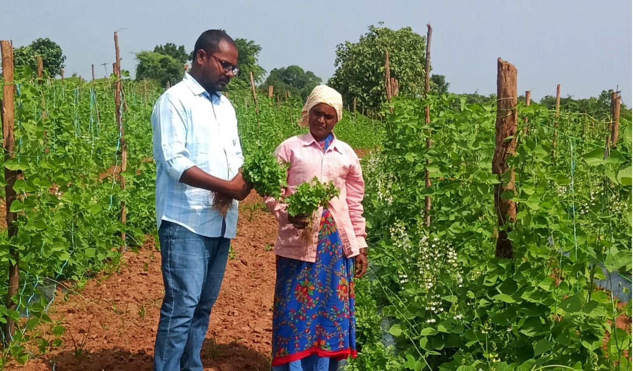 Telangana: Innovative farmer boosts profits through multi-layer vegetable cultivation