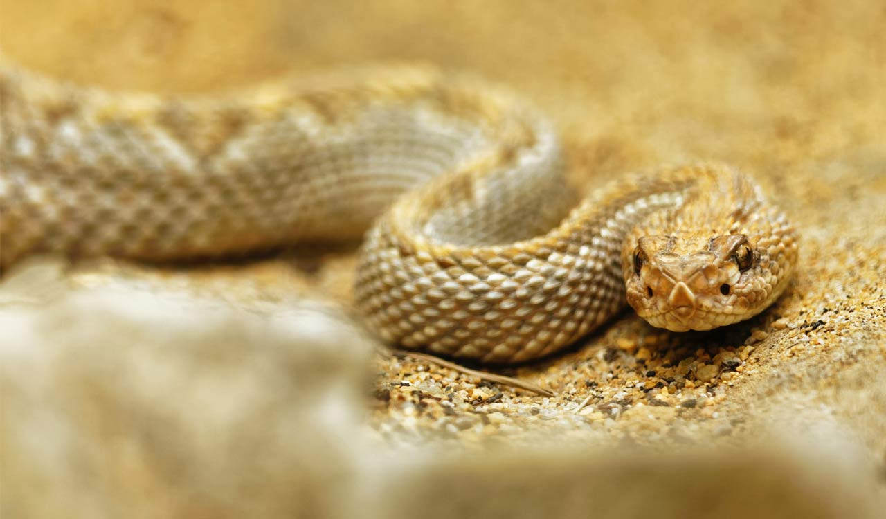 Snakebite victim travels 1300 kilometers from Uttar Pradesh to Gujarat for treatment