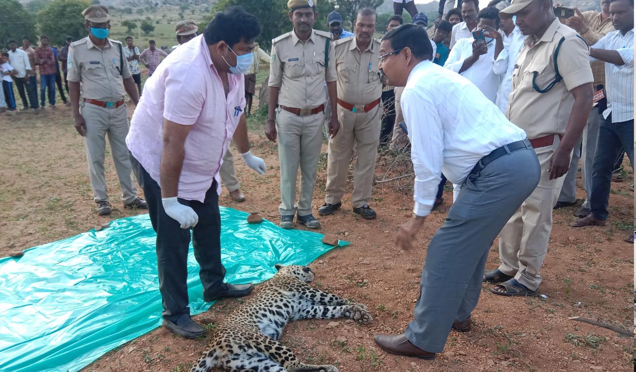 Two leopards found dead in Andhra Pradesh