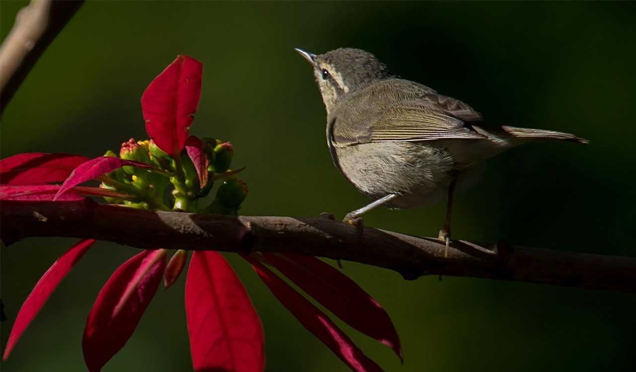 Bihar: Rare ‘Tytler’s leaf Warbler’ bird spotted for first time