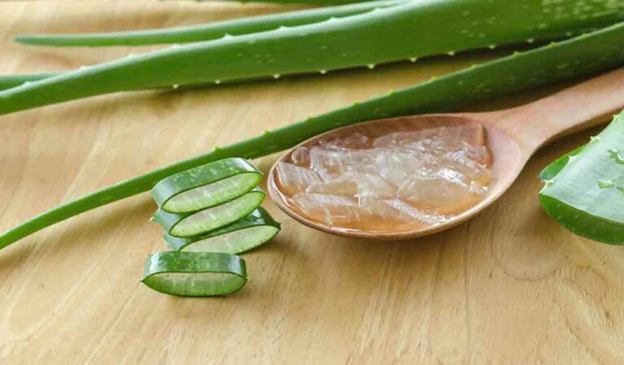 Discarded aloe vera peels act as natural insecticide: Study