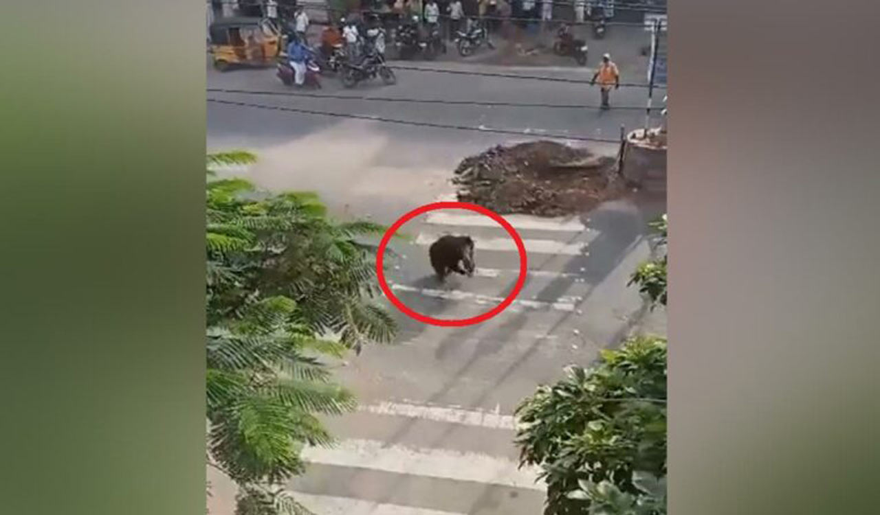 Karimnagar: Bear roaming in Rekurthi tranquillised, captured