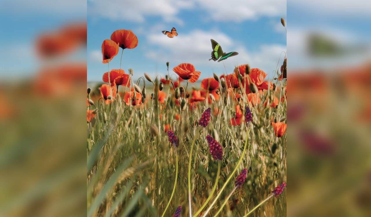 Odisha: Sambalpur to soon get butterfly park