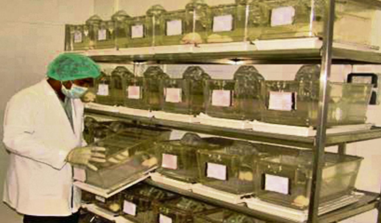 Breast cancer linked to obesity, finds study on rats