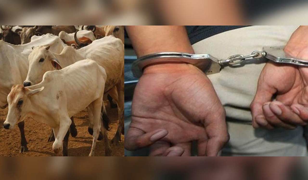 Uttar Pradesh: Man involved in cow slaughter nabbed by police