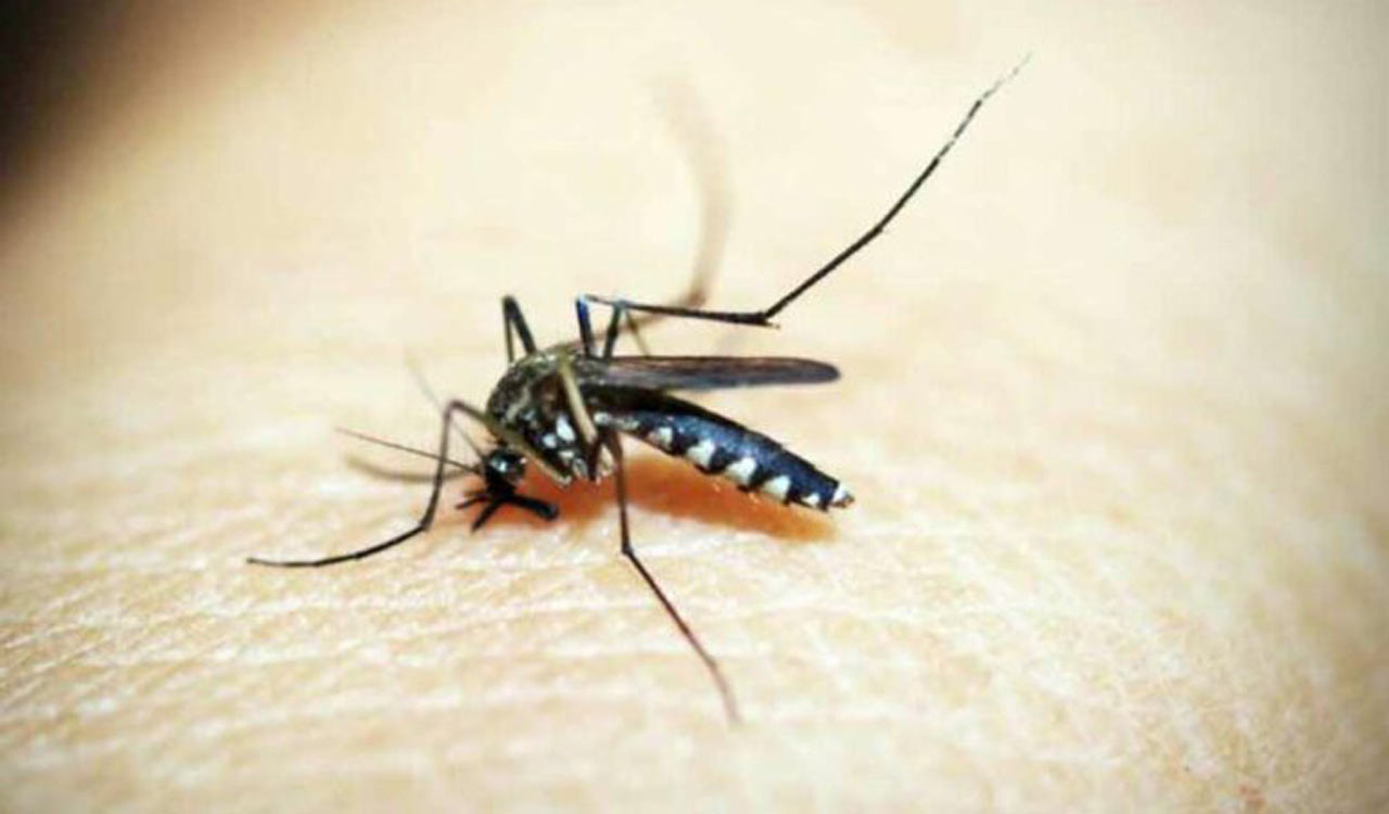 Delhi govt hospitals to reserve 5% beds for dengue patients