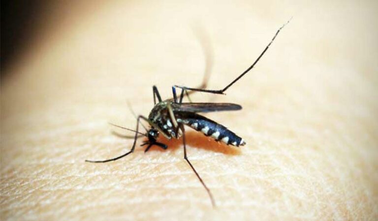 Dengue