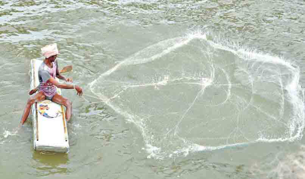 1.94 cr fish seed to be released in water bodies in Warangal dist