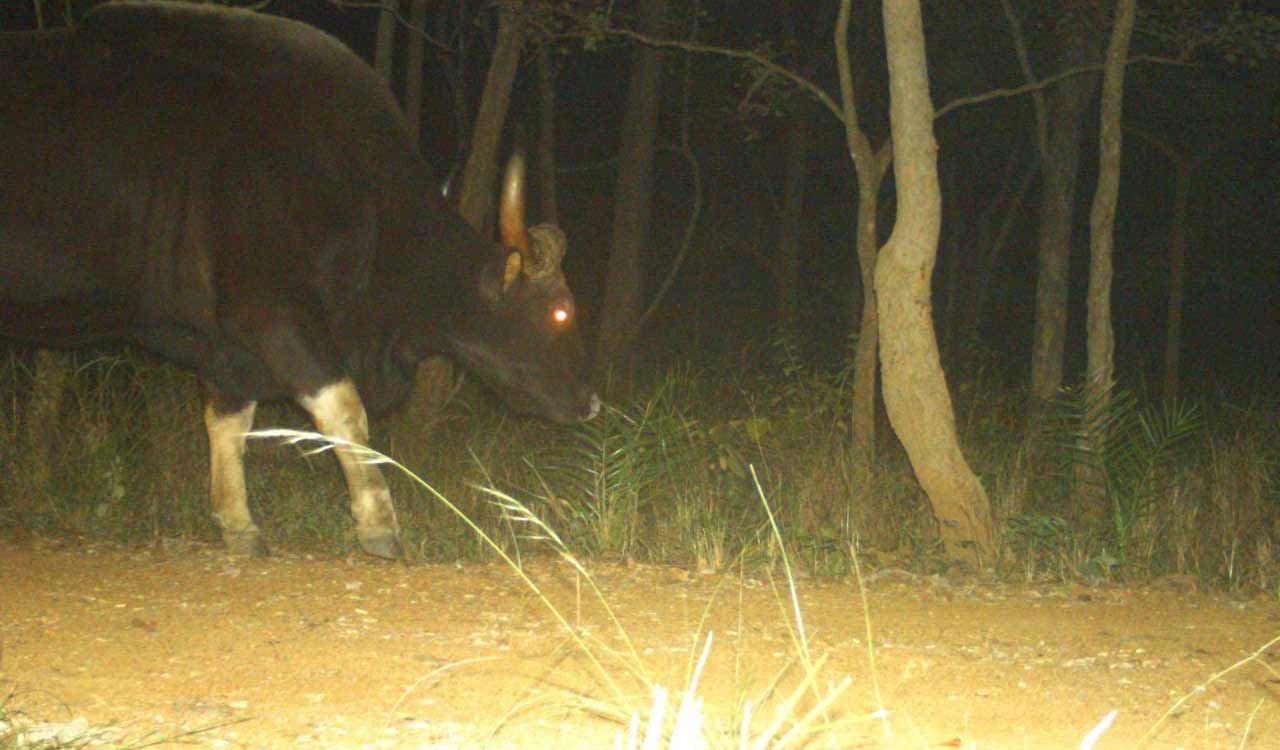 Amrabad Tiger Reserve plans to get more Indian gaurs