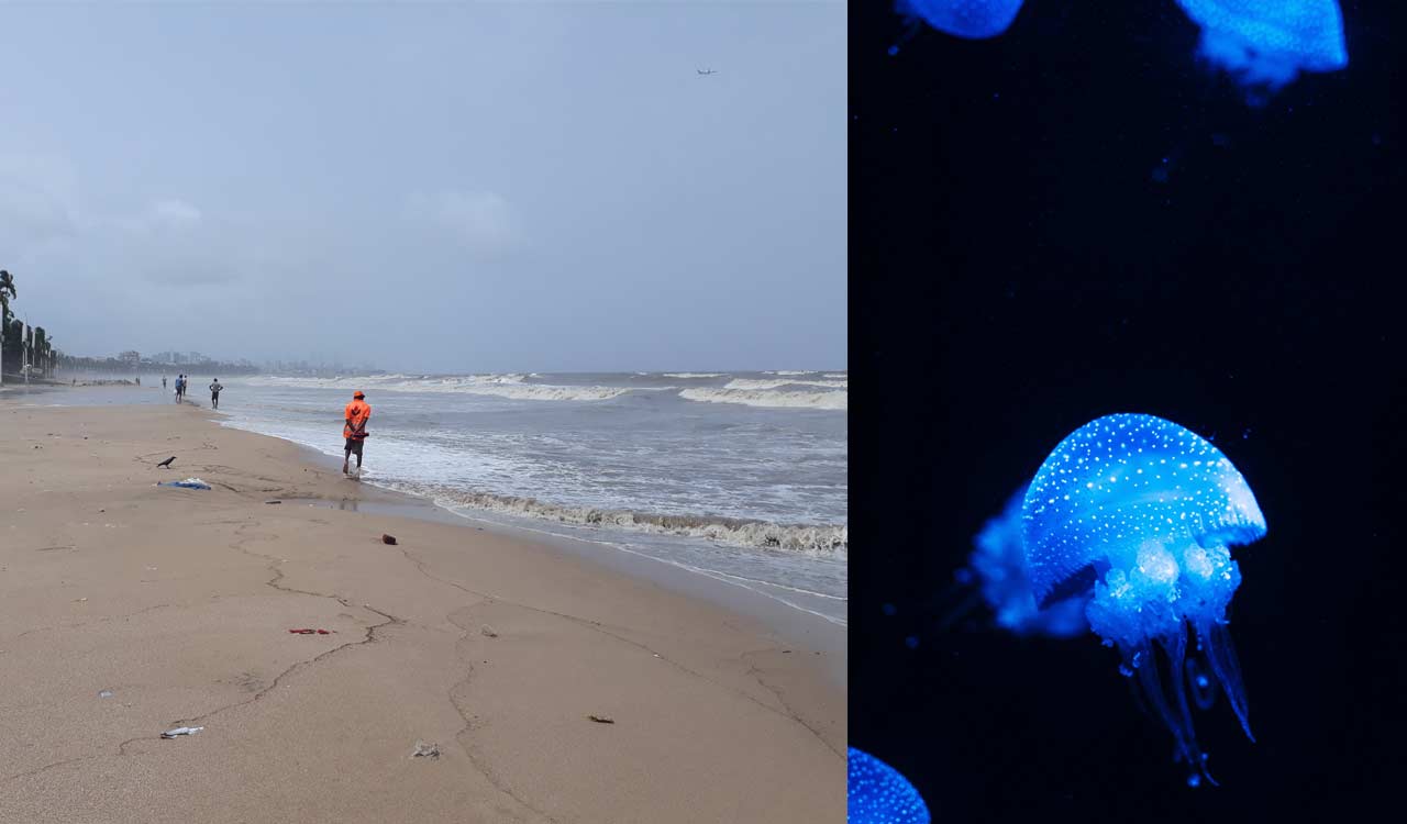 Mumbai: Six people stung by jellyfish at Juhu beach