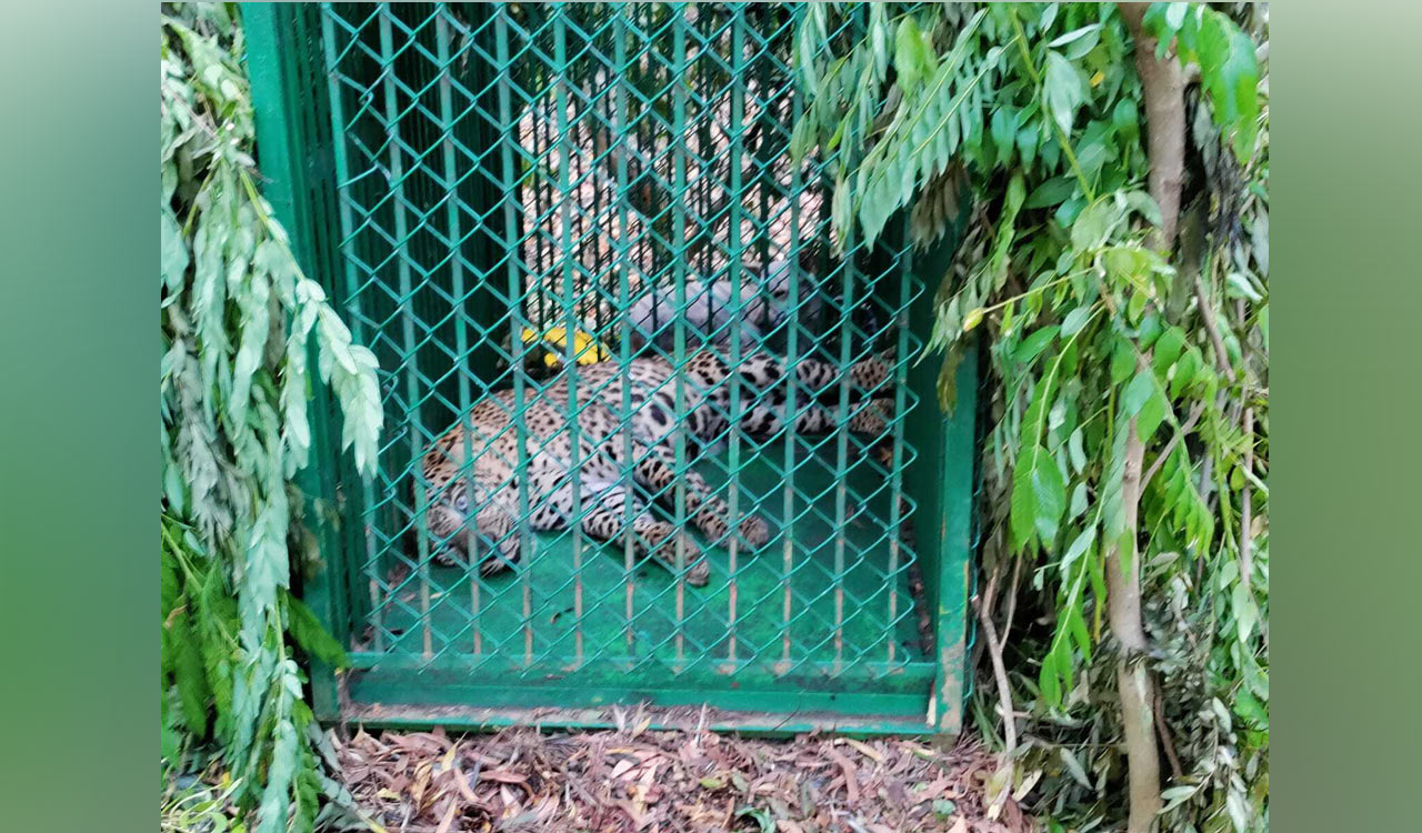 Yet another leopard captured in Tirumala