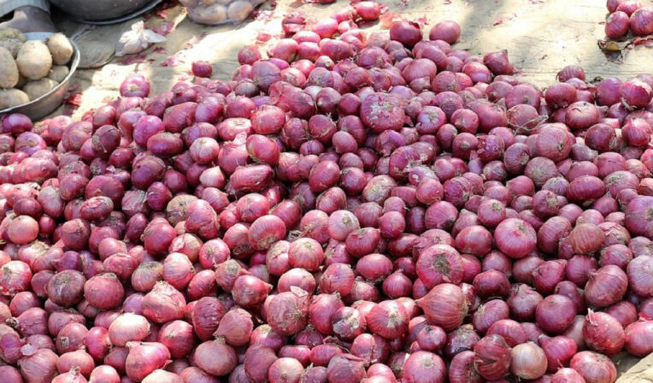 NCCF procures 2,826 tn onion from farmers for buffer stock; to scale up buying in coming days
