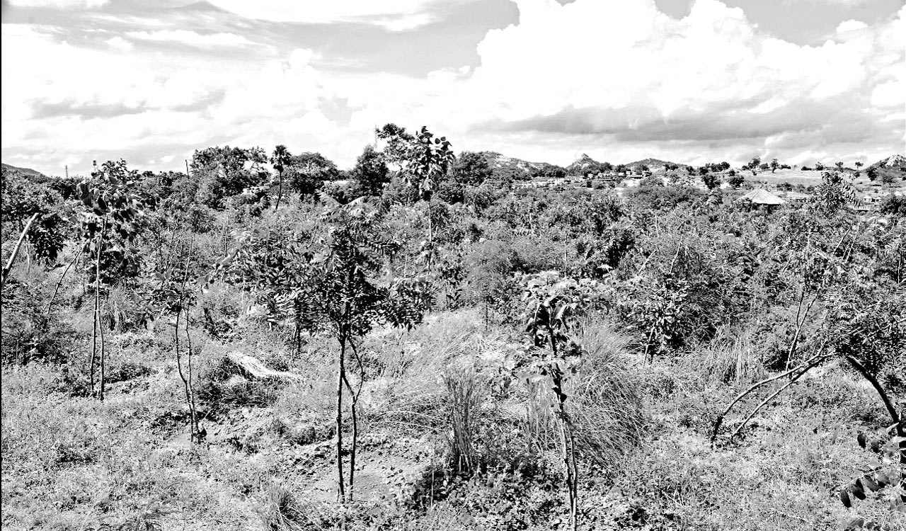 Opinion: Making Miyawaki work