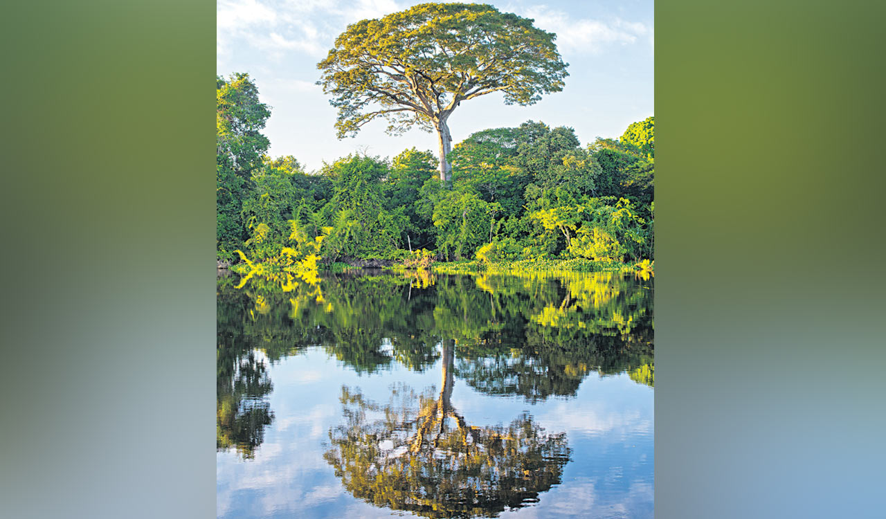 Opinion: Missing the wood for trees