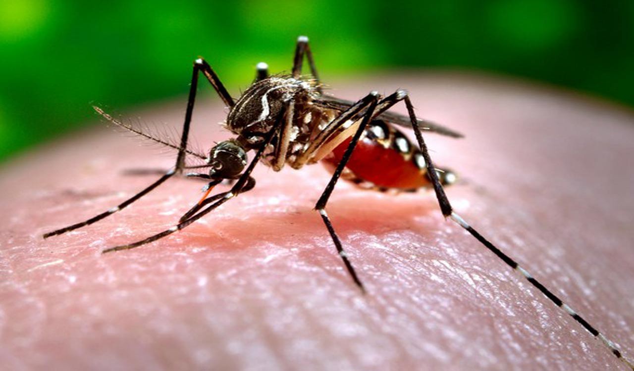 Odisha: 40 sentinel sites earmarked to check rising dengue cases
