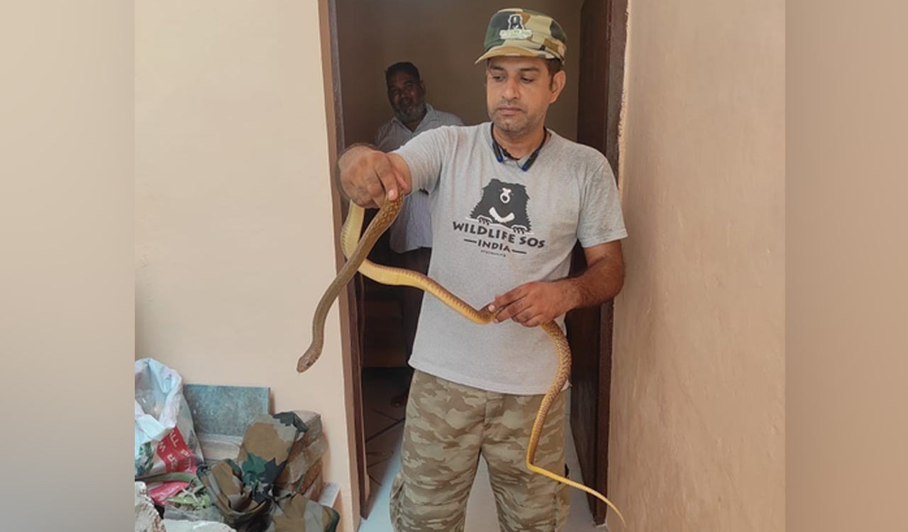 5-foot Indian rat snake rescued from refrigerator stand in Agra ...