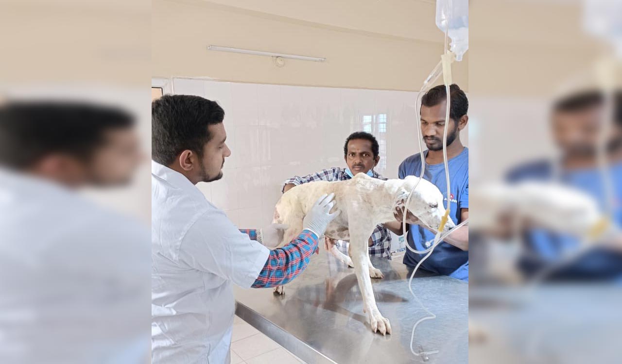Stray dog rescued near Chilkur, undergoing treatment for cancer