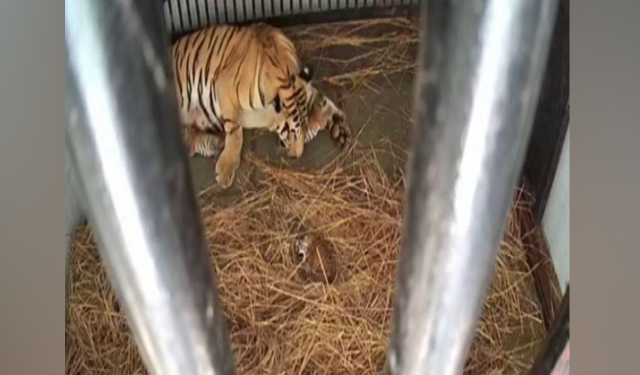 Tigress gives birth to three cubs at Bengal Safari Park-Telangana Today