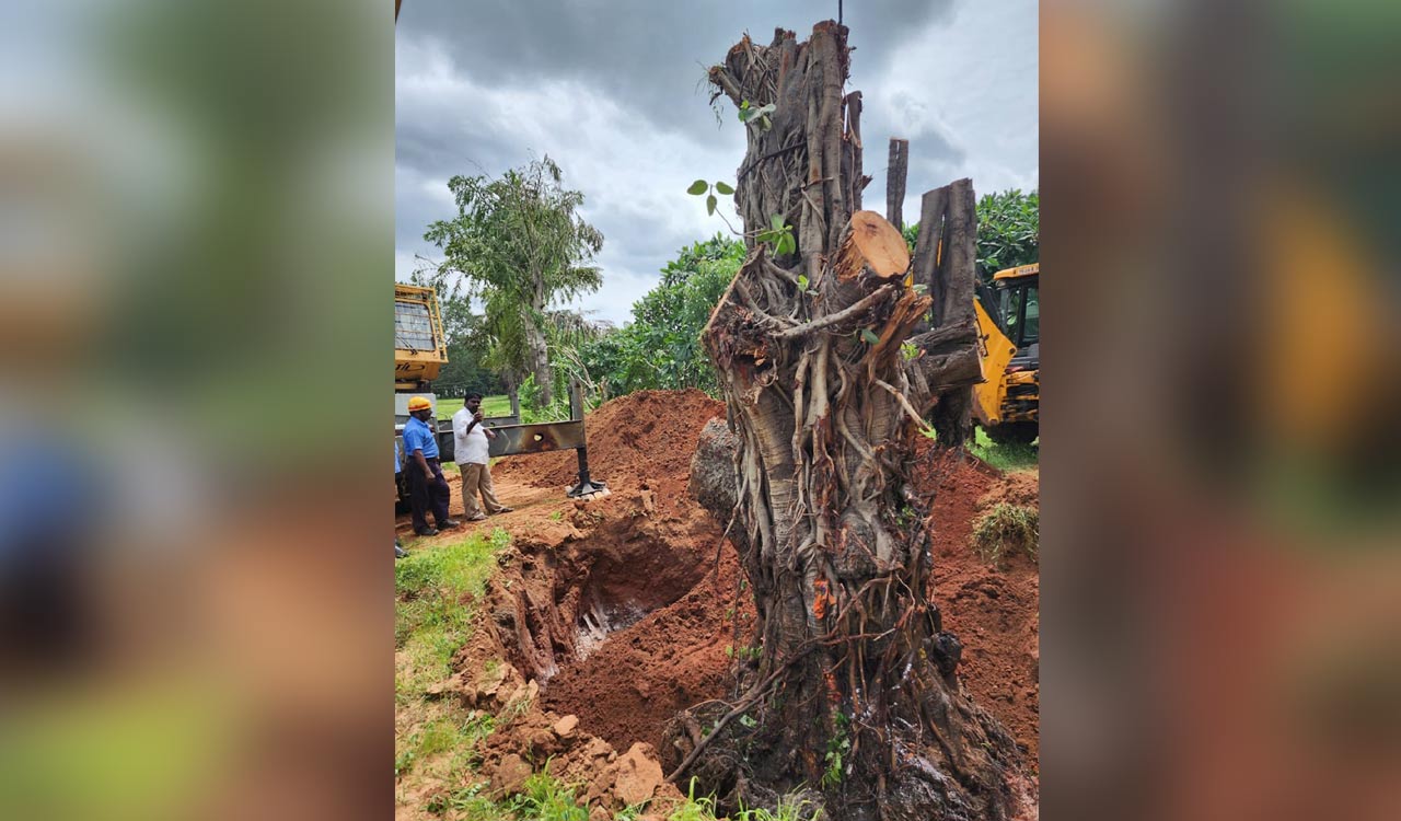 Trees uprooted by rains relocated by SCCL in Kothagudem