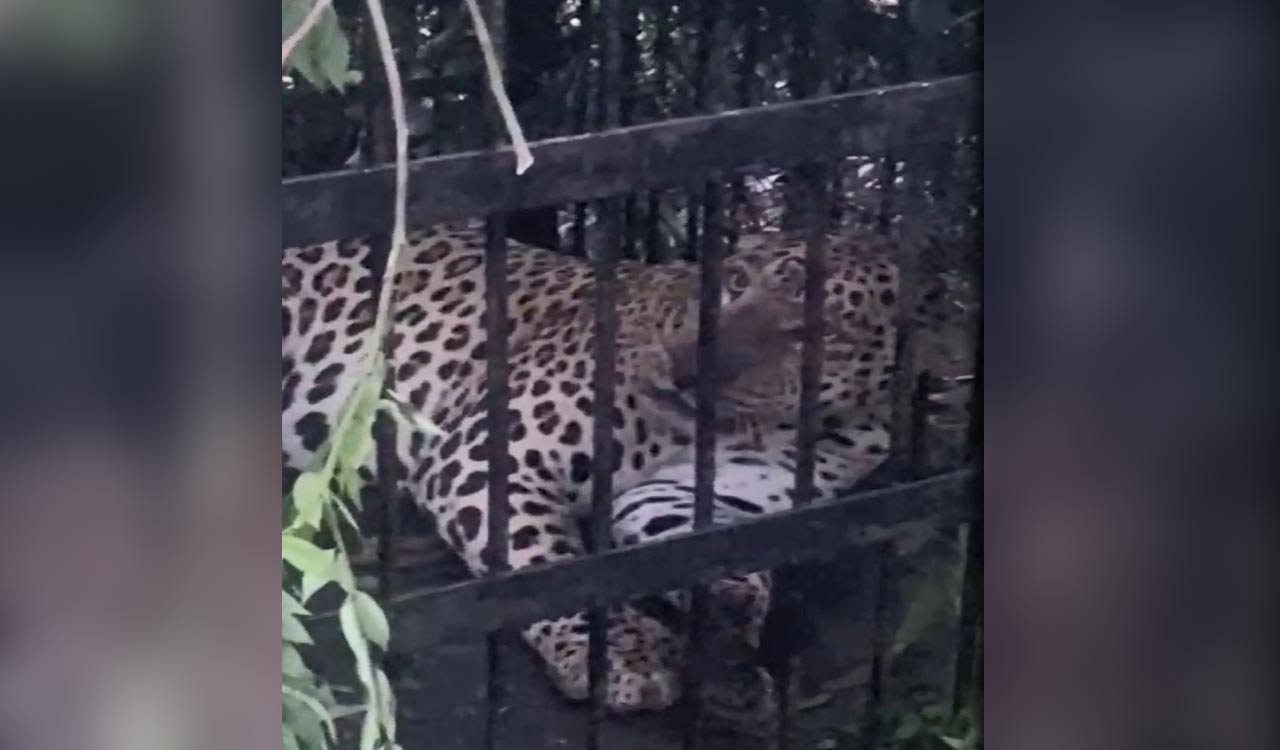 Tirumala: Authorities successfully trap another leopard in Seshachalam forests